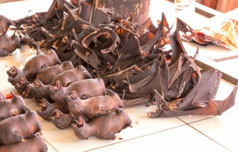 Imagini revoltătoare: În piețele umede din Indonezia, ÎNCĂ se vând lilieci