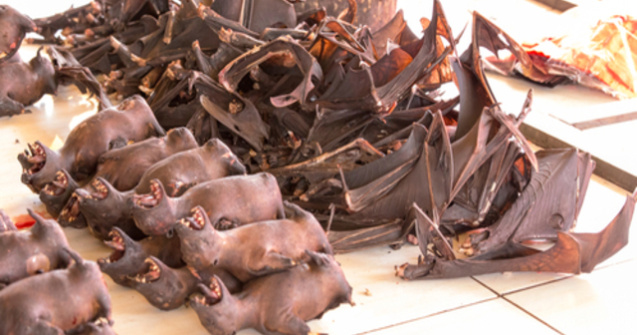 Imagini revoltătoare: În piețele umede din Indonezia, ÎNCĂ se vând lilieci