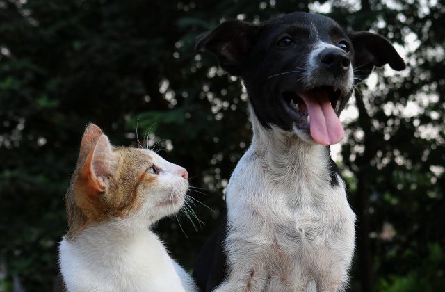 Abuzate și abandonate. Multe animale de companie suferă enorm în perioada pandemiei