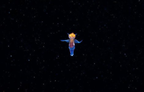 VIDEO: Îngerul de mare: o creatură uimitoare care pare să fie extraterestră