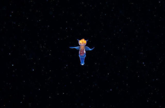 VIDEO: Îngerul de mare: o creatură uimitoare care pare să fie extraterestră