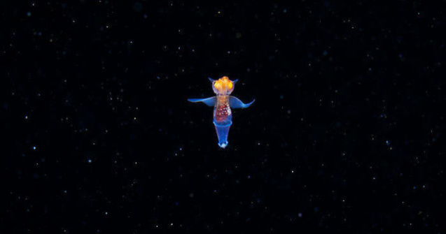 VIDEO: Îngerul de mare: o creatură uimitoare care pare să fie extraterestră