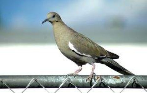 Belgienii, ingrijorati ca mafia chineza atenteaza la faimosii lor porumbei calatori