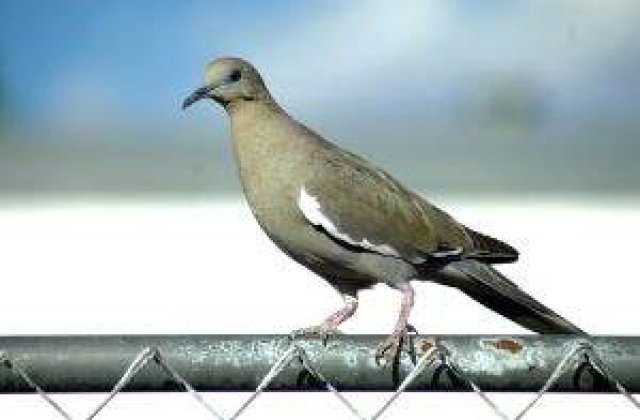 Belgienii, ingrijorati ca mafia chineza atenteaza la faimosii lor porumbei calatori