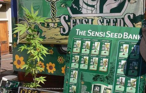 Amsterdamul vrea marijuana ecologica