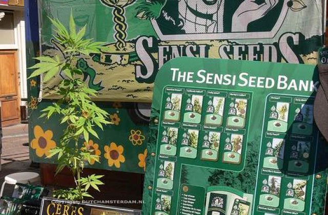 Amsterdamul vrea marijuana ecologica
