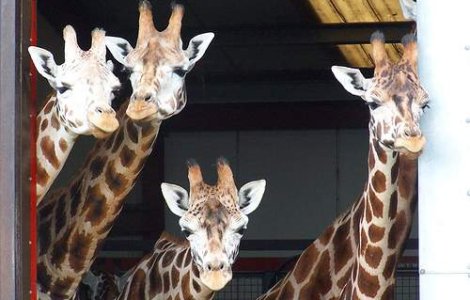 Un milion de girafe: Sau despre cum sa faci arta pe net