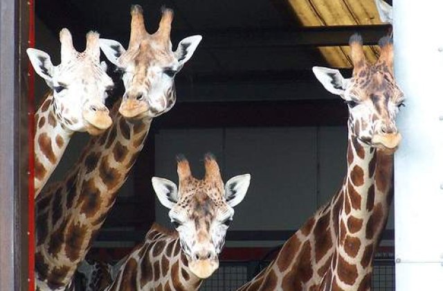 Un milion de girafe: Sau despre cum sa faci arta pe net