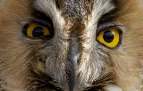 Deranjarea coloniilor de bufnite, interzisa prin lege, in Serbia