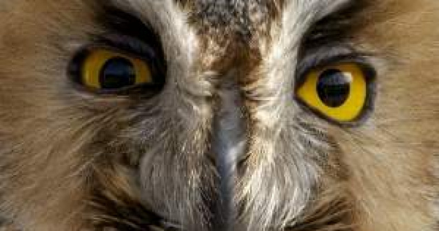 Deranjarea coloniilor de bufnite, interzisa prin lege, in Serbia