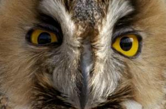 Deranjarea coloniilor de bufnite, interzisa prin lege, in Serbia