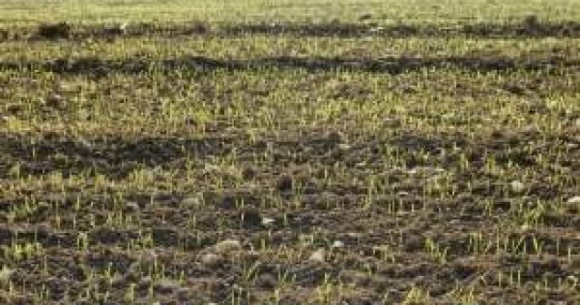 Guvernul va introduce un nou impozit pentru fermieri