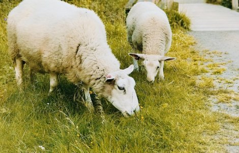 Amendă de 15.000 lei pentru un bătrân care a ieșit să își adune oile