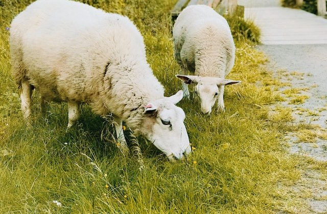 Amendă de 15.000 lei pentru un bătr&acirc;n care a ieșit să &icirc;și adune oile scăpate din țarc