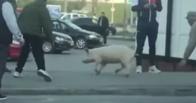 Amendată pentru că nu avea declarație în timp ce fugea să-și prindă porcul