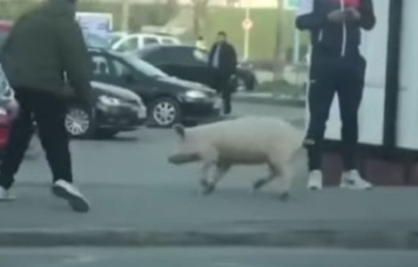 O femeie a fost amendată pentru că nu avea declarație în timp ce fugea să-și prindă porcul