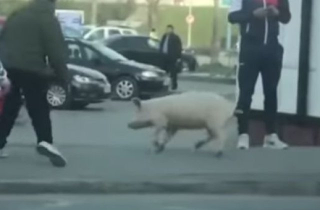 O femeie a fost amendată pentru că nu avea declarație în timp ce fugea să-și prindă porcul