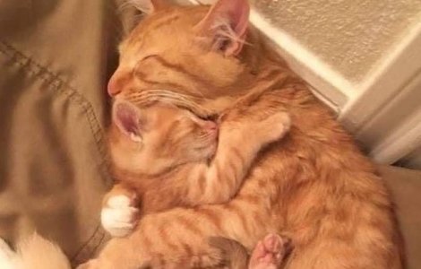  Top  Cel mai sigur loc din lume: 8 poze care demonstrează că în brațele mamei e cel mai bine