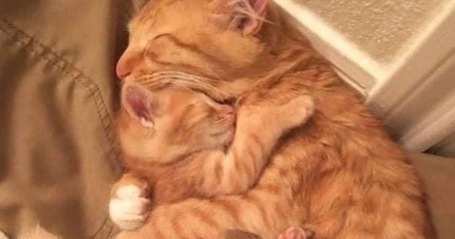  Top  Cel mai sigur loc din lume: 8 poze care demonstrează că în brațele mamei e cel mai bine