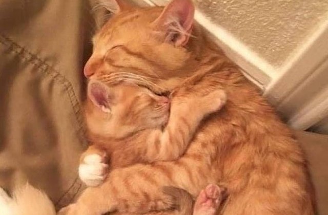 Cel mai sigur loc din lume: 8 poze care demonstrează că în brațele mamei e cel mai bine