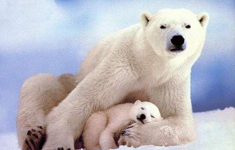 Stresul micsoreaza ursii polari