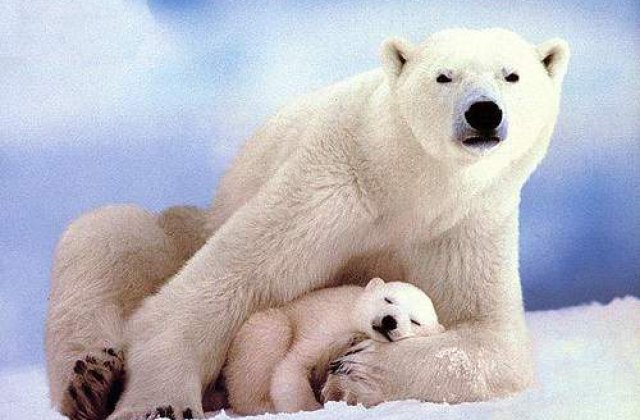 Stresul micsoreaza ursii polari