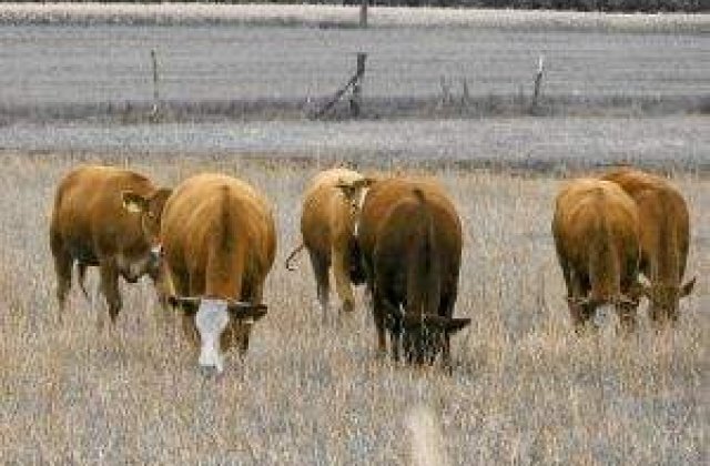 Din cauza crizei, cubanezii trec la vite in loc de tractoare pentru a face agricultura