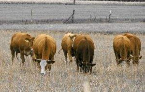 Din cauza crizei, cubanezii trec la vite in loc de tractoare pentru a face agricultura