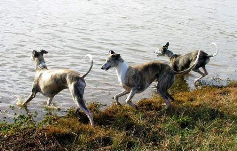 E oficial: Gripa canina se raspandeste
