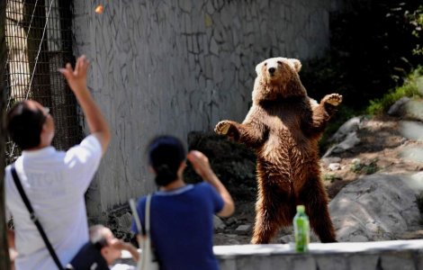 Ursuletul dansator din China