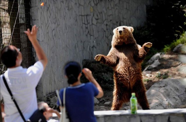 Ursuletul dansator din China