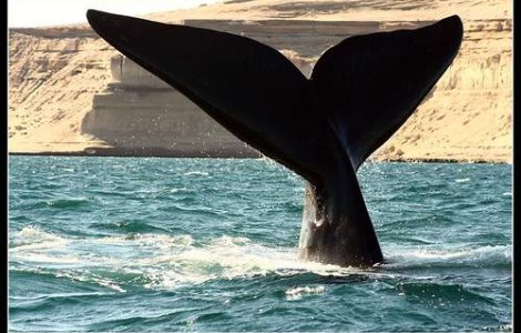 Recesiunea reduce captura de balene