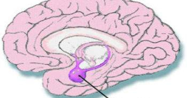 Ce regiune a creierului este responsabila pentru egoism?