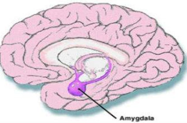 Ce regiune a creierului este responsabila pentru egoism?