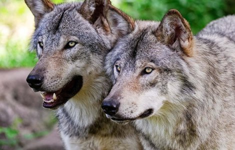 A sunat la 112 dintr-un copac, după ce a fost încolțit de o haită de lupi