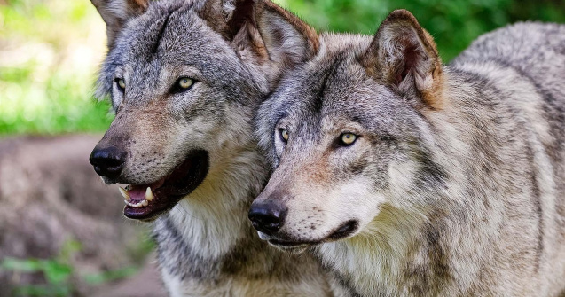 A sunat la 112 dintr-un copac, după ce a fost încolțit de o haită de lupi