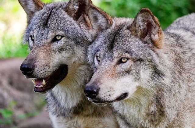 A sunat la 112 dintr-un copac, după ce a fost încolțit de o haită de lupi