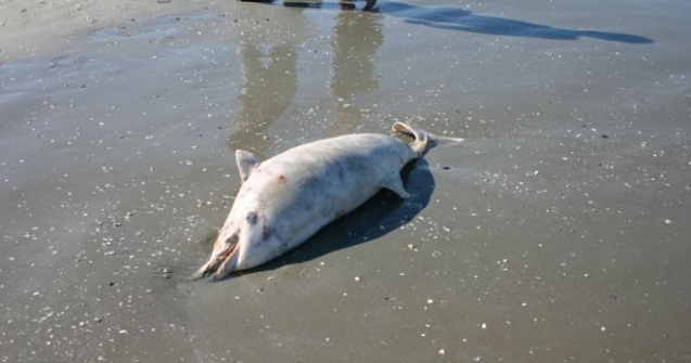 Situație ieșită din comun la Marea Neagră. Au fost găsiți 11 delfini eșuați