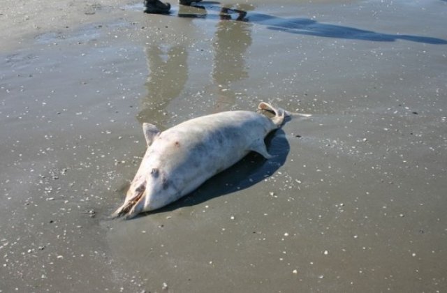 Situație ieșită din comun la Marea Neagră. 11 delfini eșuați au fost găsiți pe plajă