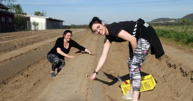 Germanii sunt nevoiți să își culeagă singuri sparanghelul