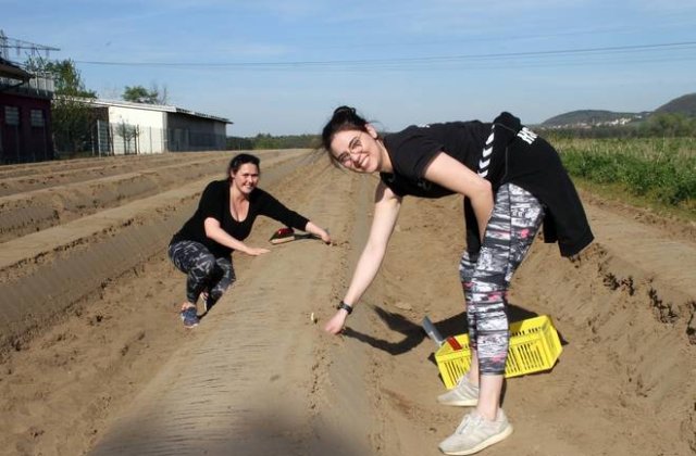 Germanii sunt nevoiți să își culeagă singuri sparanghelul: „Mă dor toate oasele”