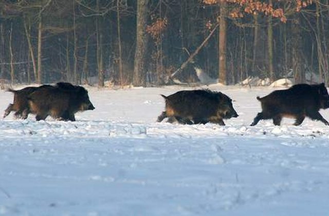 Ludovic Orban solicită ridicarea restricțiilor legate de vânătoare