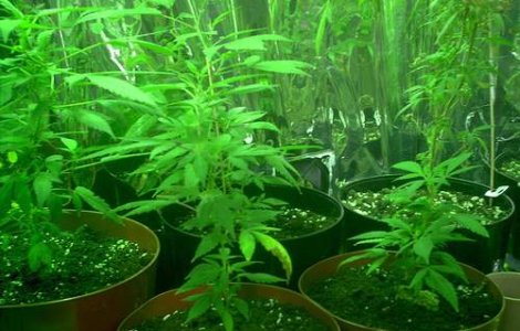 Marijuana scade performantele sexuale