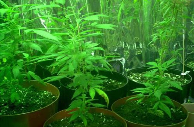 Marijuana scade performantele sexuale