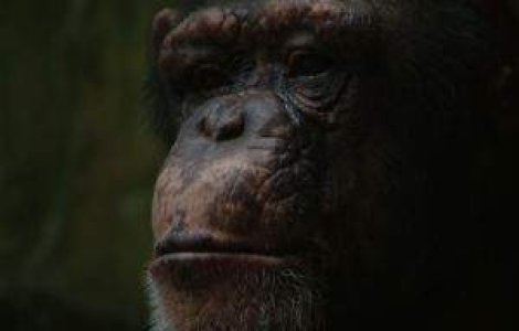 SUA: Cimpanzeii nu vor mai fi folositi pentru experimente