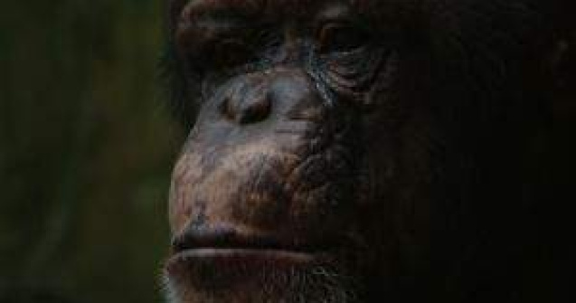 SUA: Cimpanzeii nu vor mai fi folositi pentru experimente