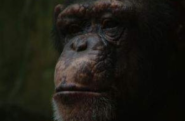 SUA: Cimpanzeii nu vor mai fi folositi pentru experimente