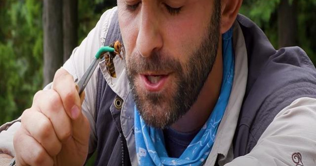 VIDEO Un YouTuber s-a lăsat înțepat intenționat de viespea ucigașă de 5 cm