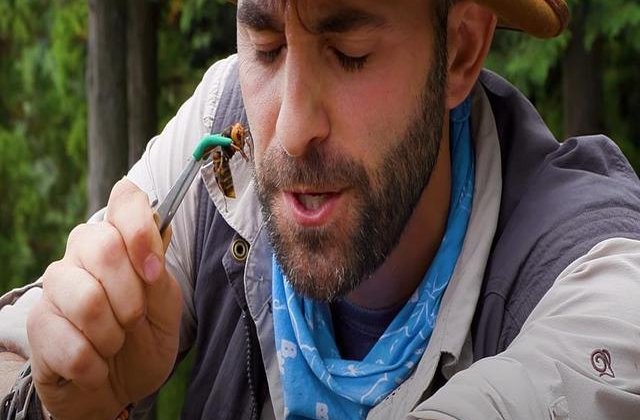VIDEO Un YouTuber s-a lăsat înțepat intenționat de viespea ucigașă. Măsoară 5 cm și poate provoca moartea