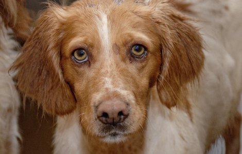 Un adolescent de 15 ani a omorât un câine cu ranga